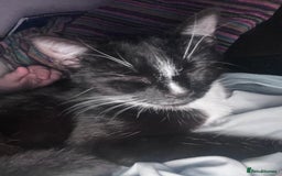 Domestic Shorthair cats for sale: Black and white females  in Hook - Image 5