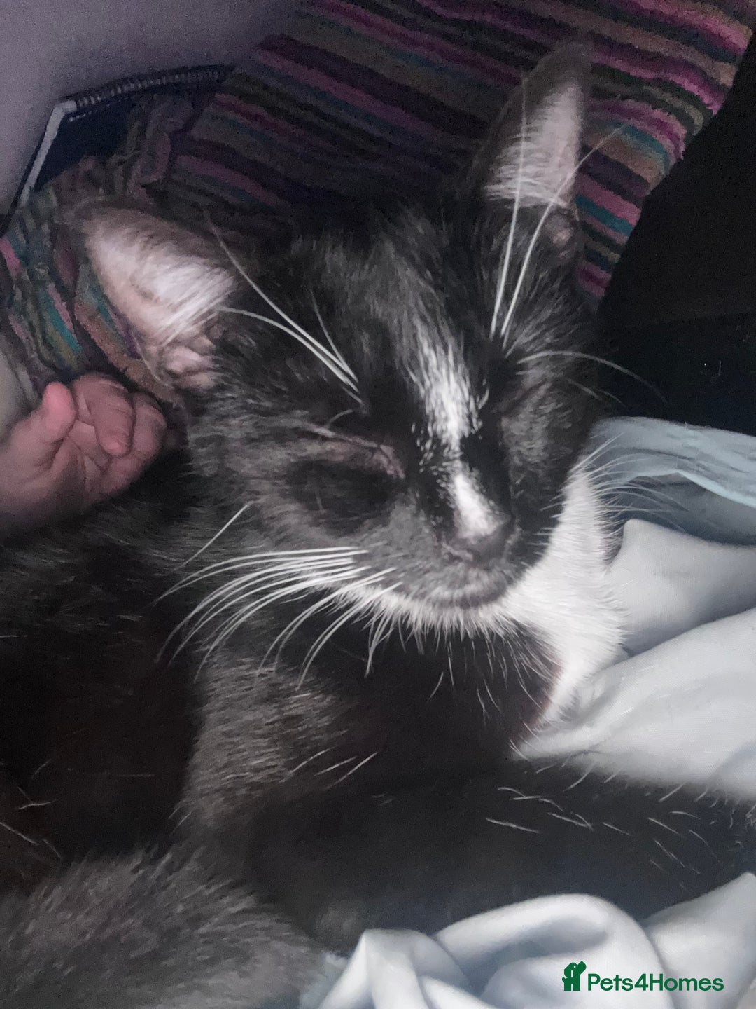 Domestic Shorthair cats for sale: Black and white females  in Hook - Image 5
