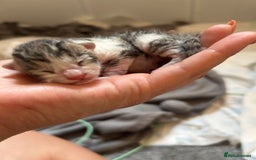 Bengal cats for sale: Bengal Calico kittens  - Image 11