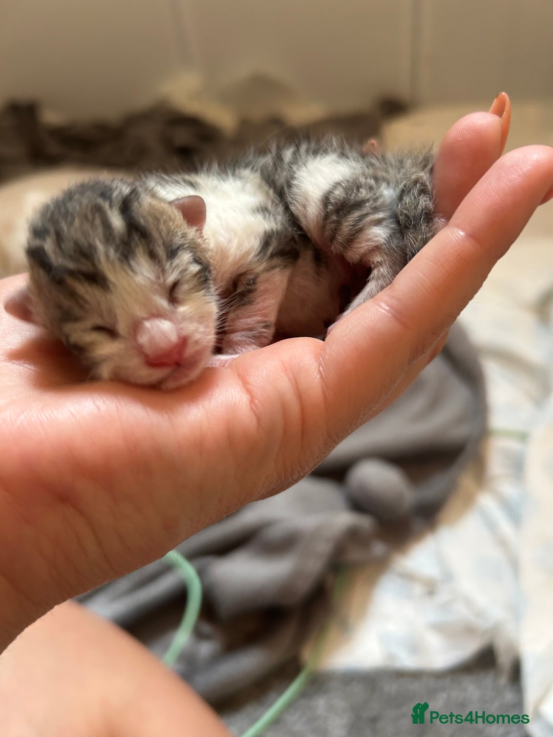 Bengal cats for sale: Bengal Calico kittens  - Image 11