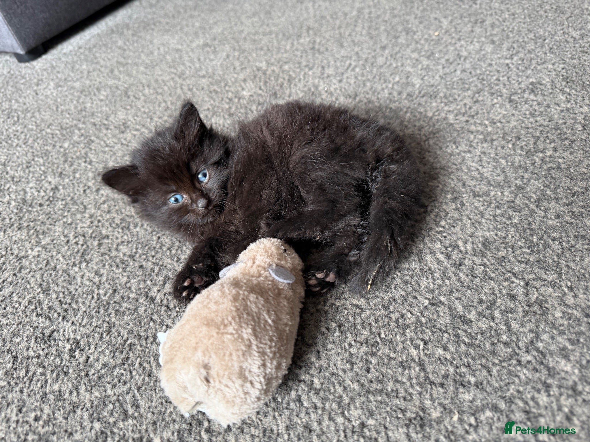Mixed Breed cats Kittens for sale £20 - Advert 13