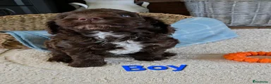 Boy