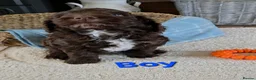 Cockapoo dogs for sale: Beautiful cockapoo puppies   - Advert 26