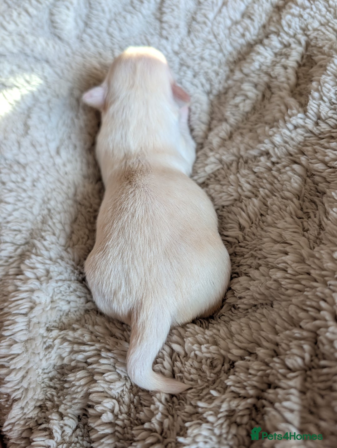 Chihuahua dogs for sale: Gorgeous Chihuahuas looking for their forever home - Advert 3