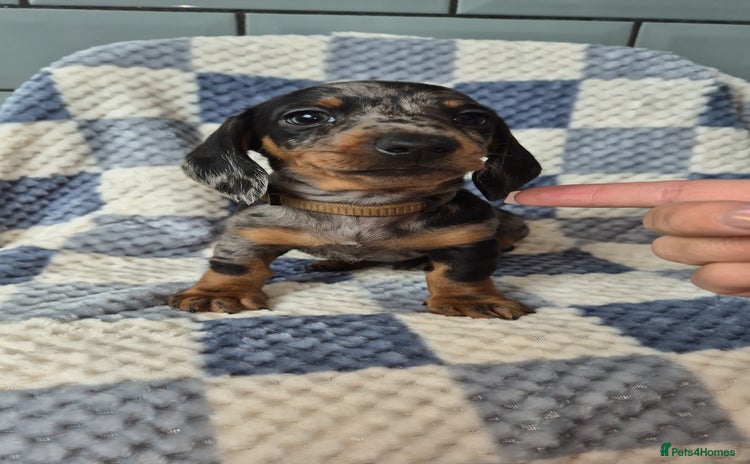 Dachshund dogs - Advert 12