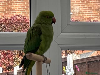 Ringnecks birds Indian ring neck - Advert 2