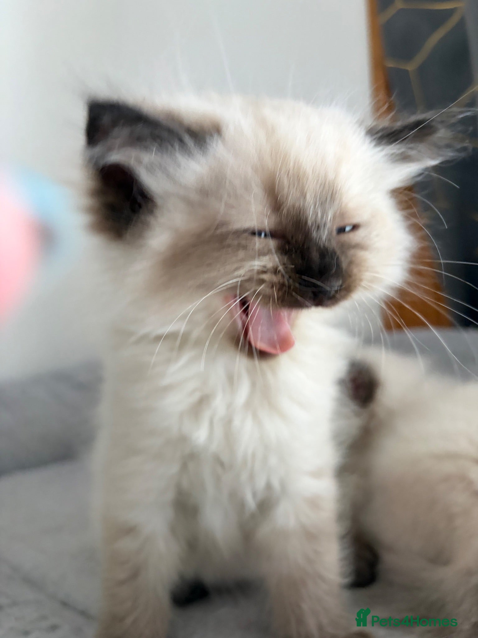 Ragdoll cats Gorgeous ragdoll kittens!  - Advert 3