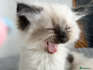 Ragdoll cats Gorgeous ragdoll kittens! - Advert 3