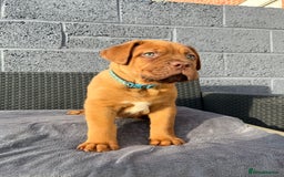 Dogue De Bordeaux dogs for sale: Beautiful litter of dogue de bordeauxs - Image 17