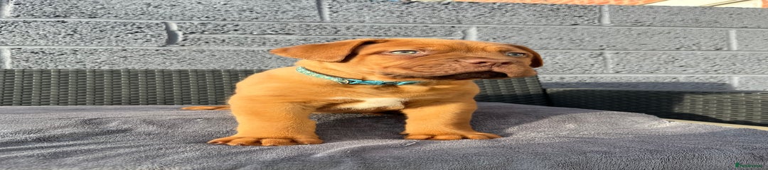 Dogue De Bordeaux baby blue 