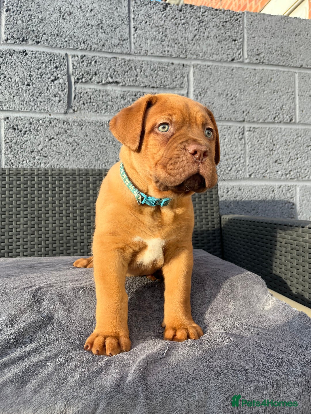 Dogue De Bordeaux dogs for sale: Beautiful litter of dogue de bordeauxs - Image 17