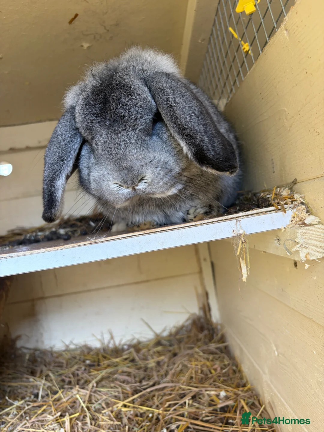 Lionhead rabbits for sale: Male lop female lion head, read description  in Skegness - Advert 1