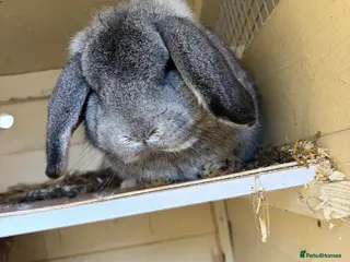 Lionhead rabbits Male lop female lion head, read description - Advert 1