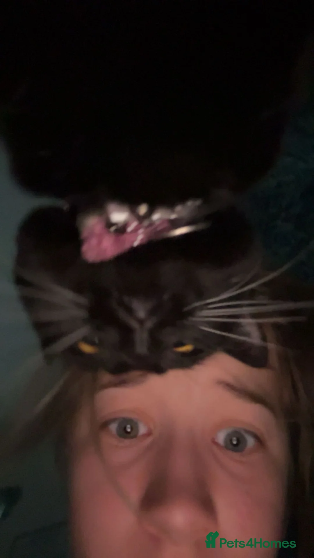 Mixed Breed cats for sale: Beautiful friendly Kittens in Peterlee - Advert 1