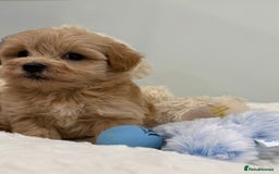 Maltipoo dogs for sale: 7 stunning f1 Maltipoo's. Fully DNA & Heath clear - Image 17