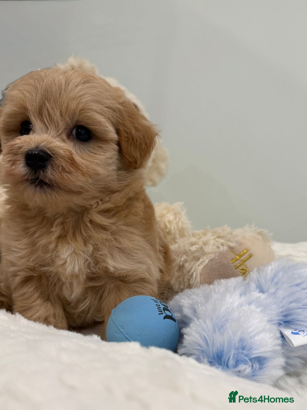 Maltipoo dogs for sale: 7 stunning f1 Maltipoo's. Fully DNA & Heath clear - Image 17