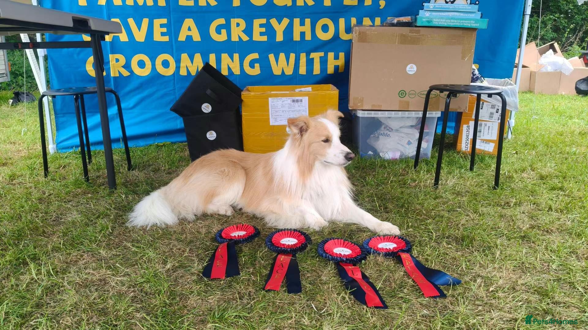 Border Collie dogs Pudding - Advert 1