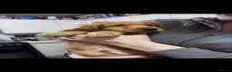 Cocker Spaniel dogs for sale: Beautiful Cocker Spaniels  - Advert 10
