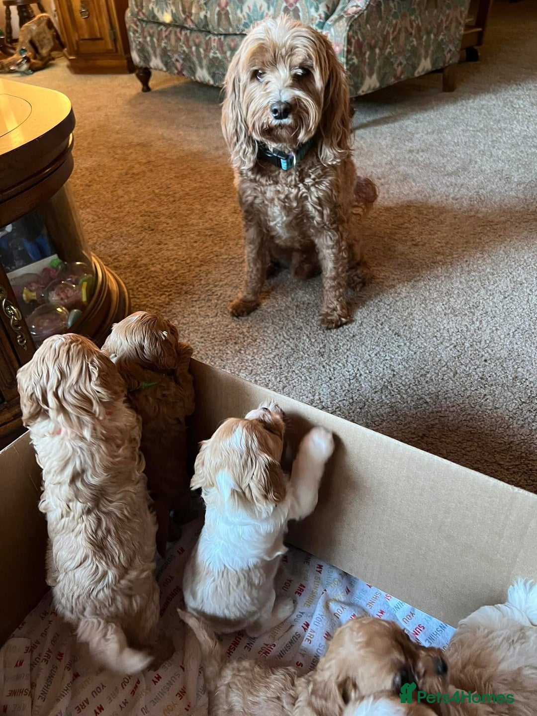 Cavapoo dogs for sale: Cavapoo puppies - Advert 7