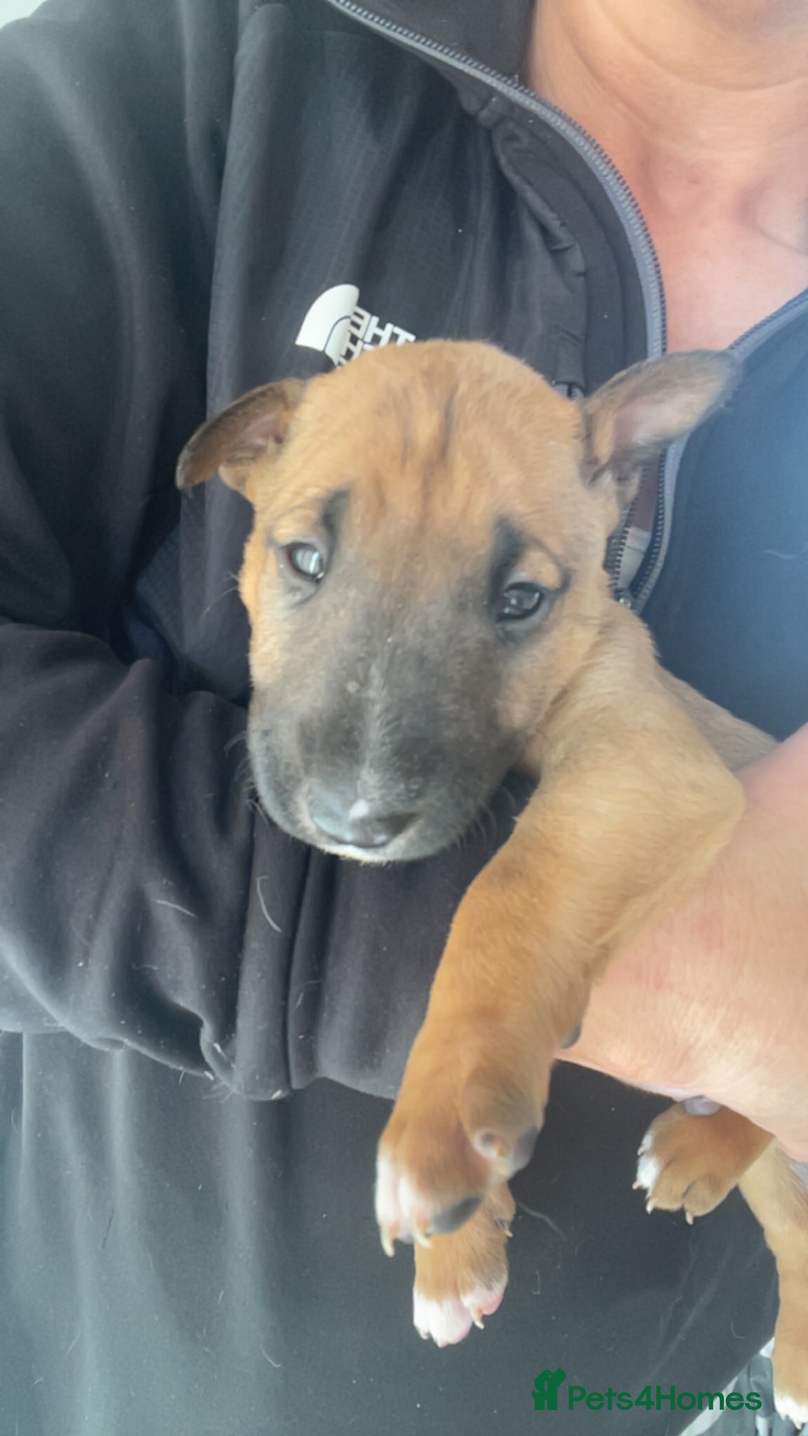 English Bull Terrier dogs for sale: *One Left* KC Reg English Bull Terrier Pups  - Advert 7