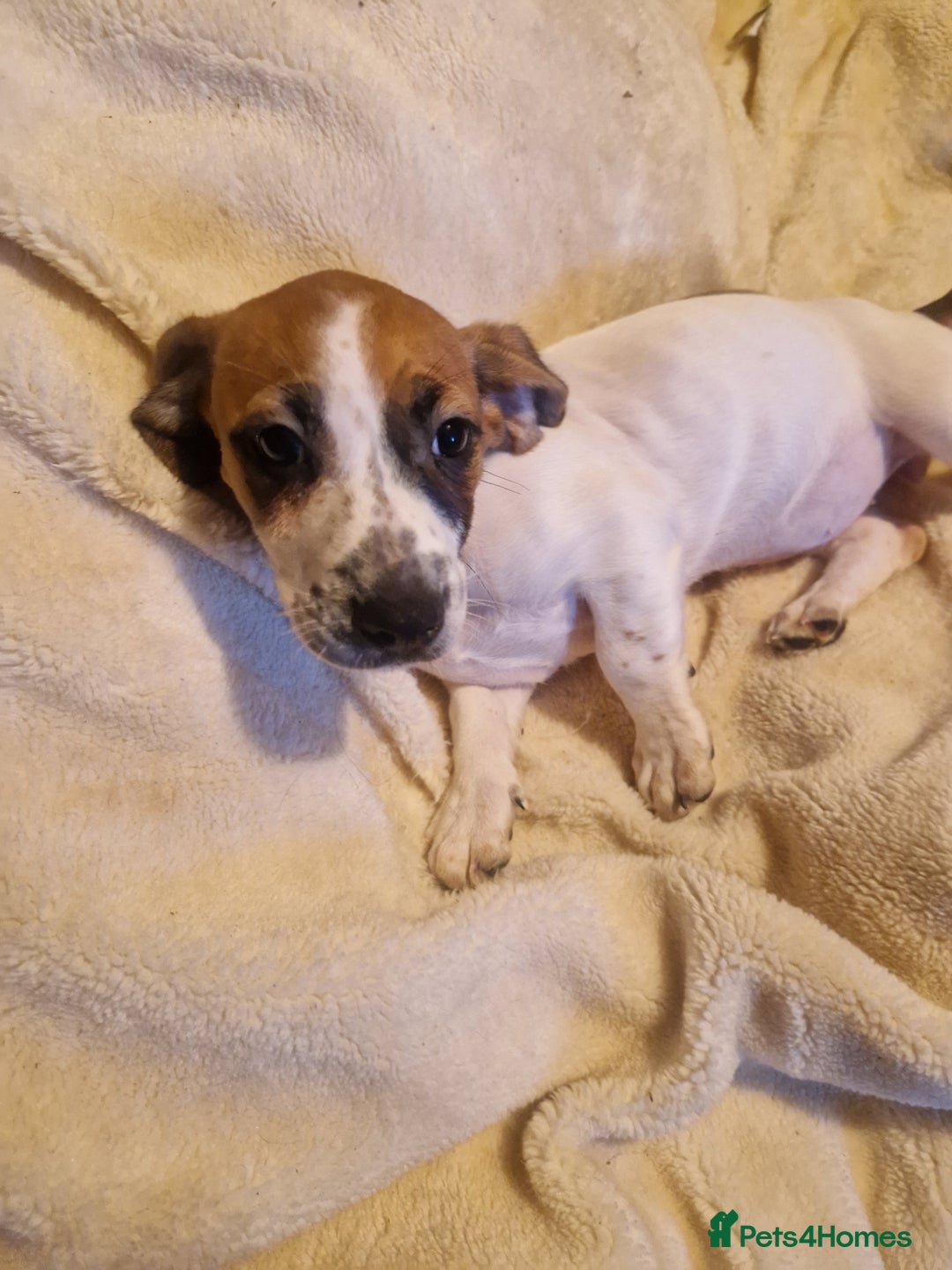 Jack Russell dogs for sale: Jack Russell mix  - Image 1