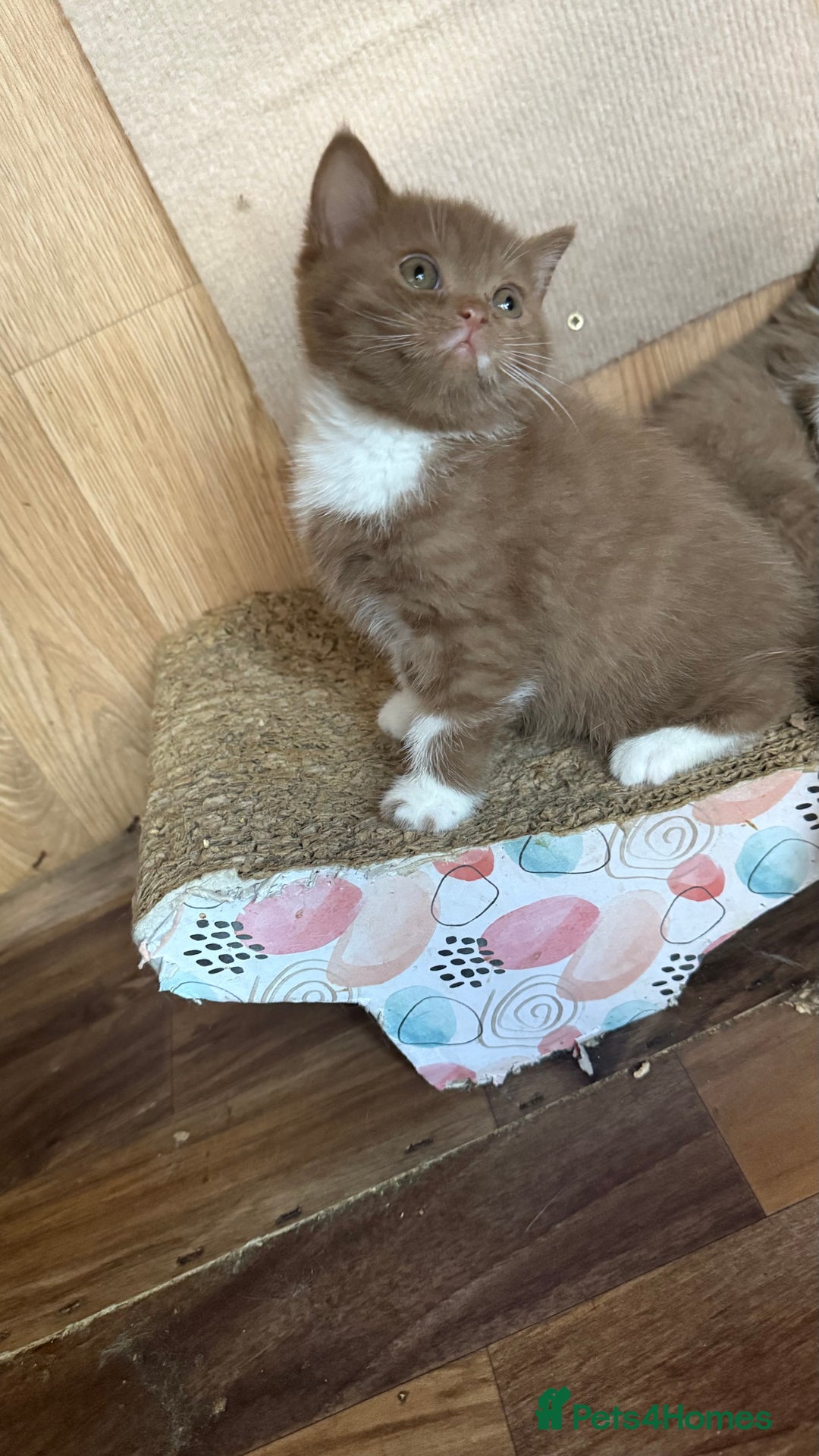 British Shorthair cats for sale: BSH kittens parents gccf - Image 8