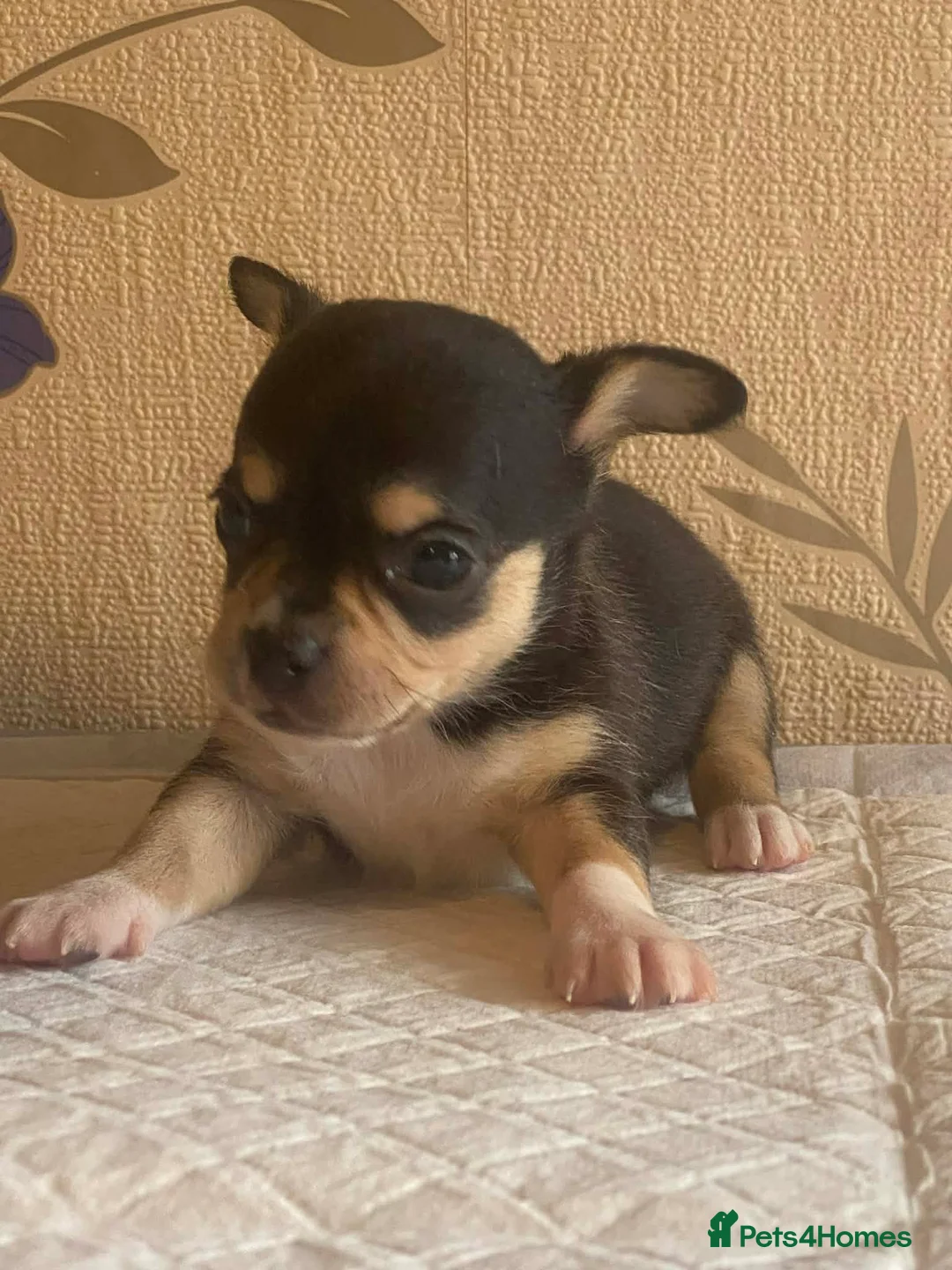 Chihuahua dogs for sale: chihuahua puppis for sale  - Advert 4