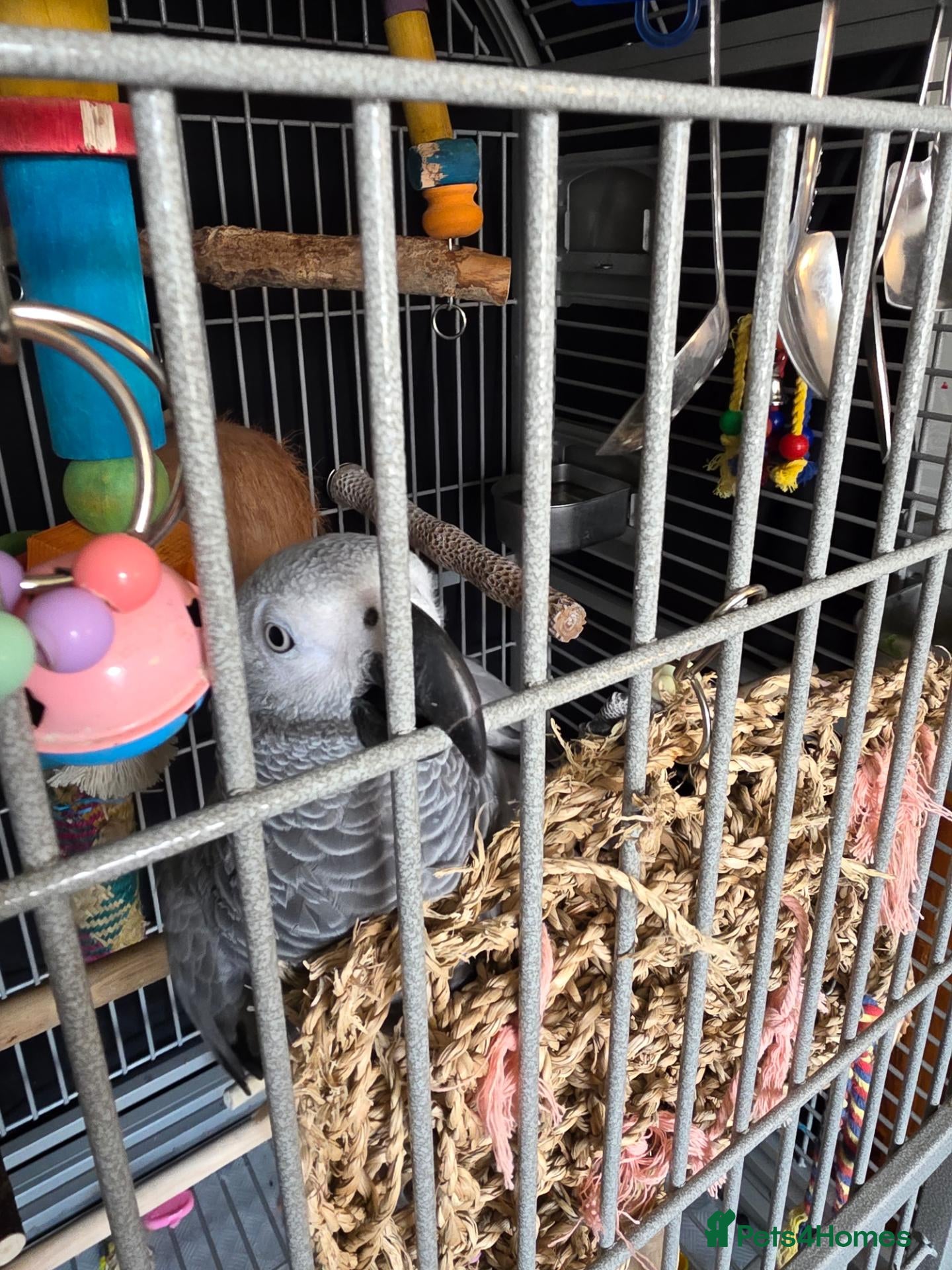 Parrots birds 11 month african grey - Advert 10