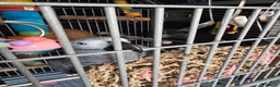 Parrots birds for sale: 11 month african grey - Advert 1