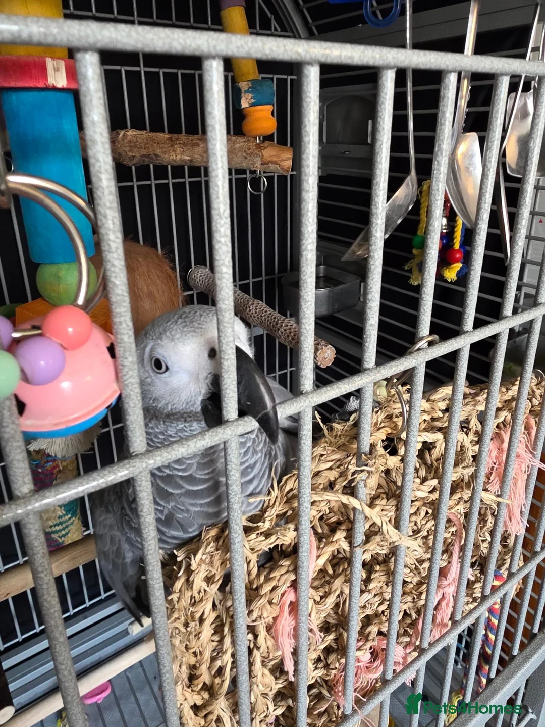 Parrots birds for sale: 11 month african grey - Advert 1