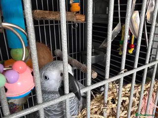 Parrots birds 11 month african grey - Advert 1