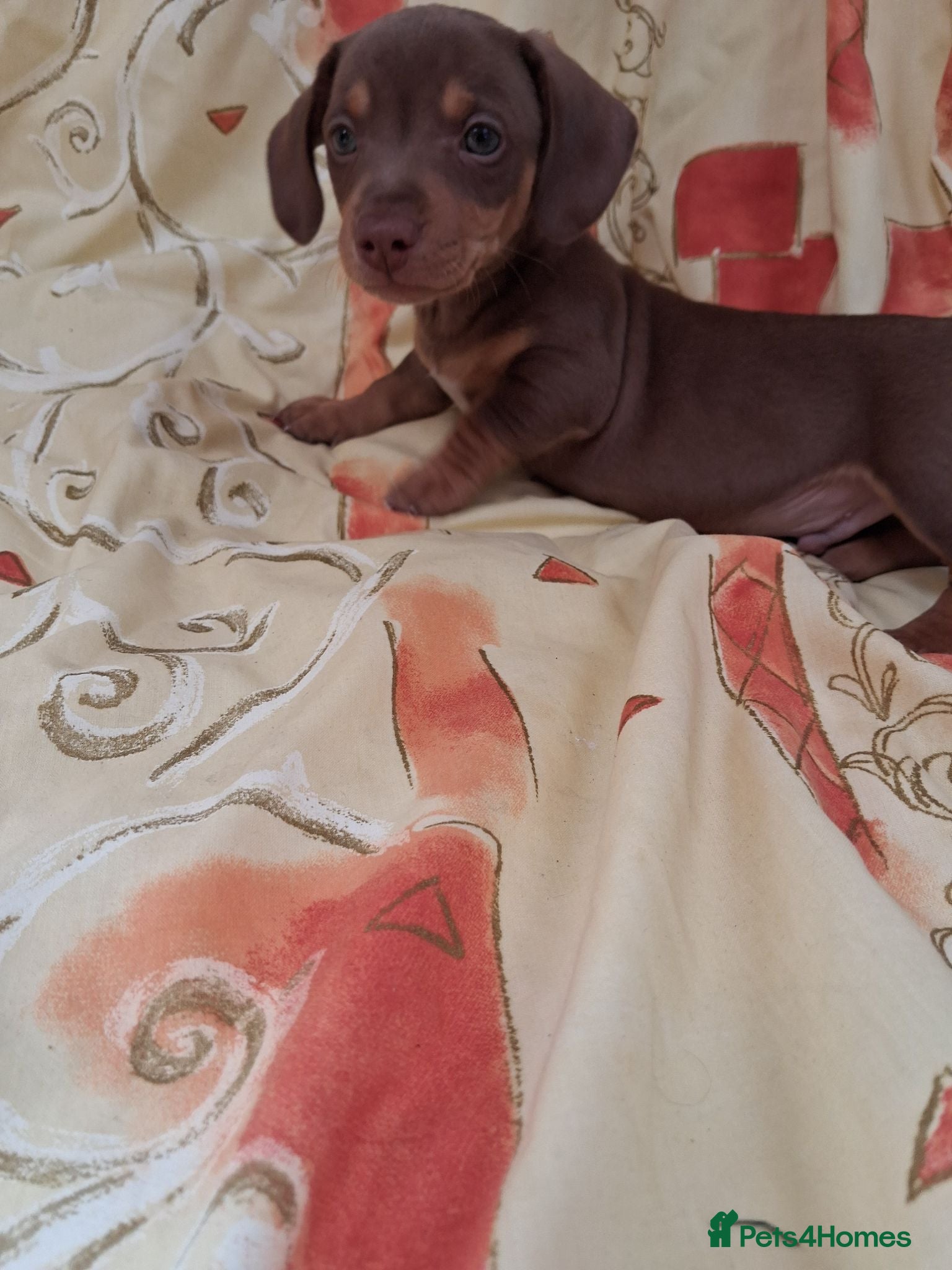 Dachshund dogs Dachshund puppies ready for new home  - Advert 4