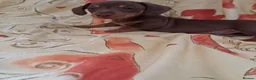 Dachshund dogs for sale: Dachshund puppies ready for new home  - Advert 1