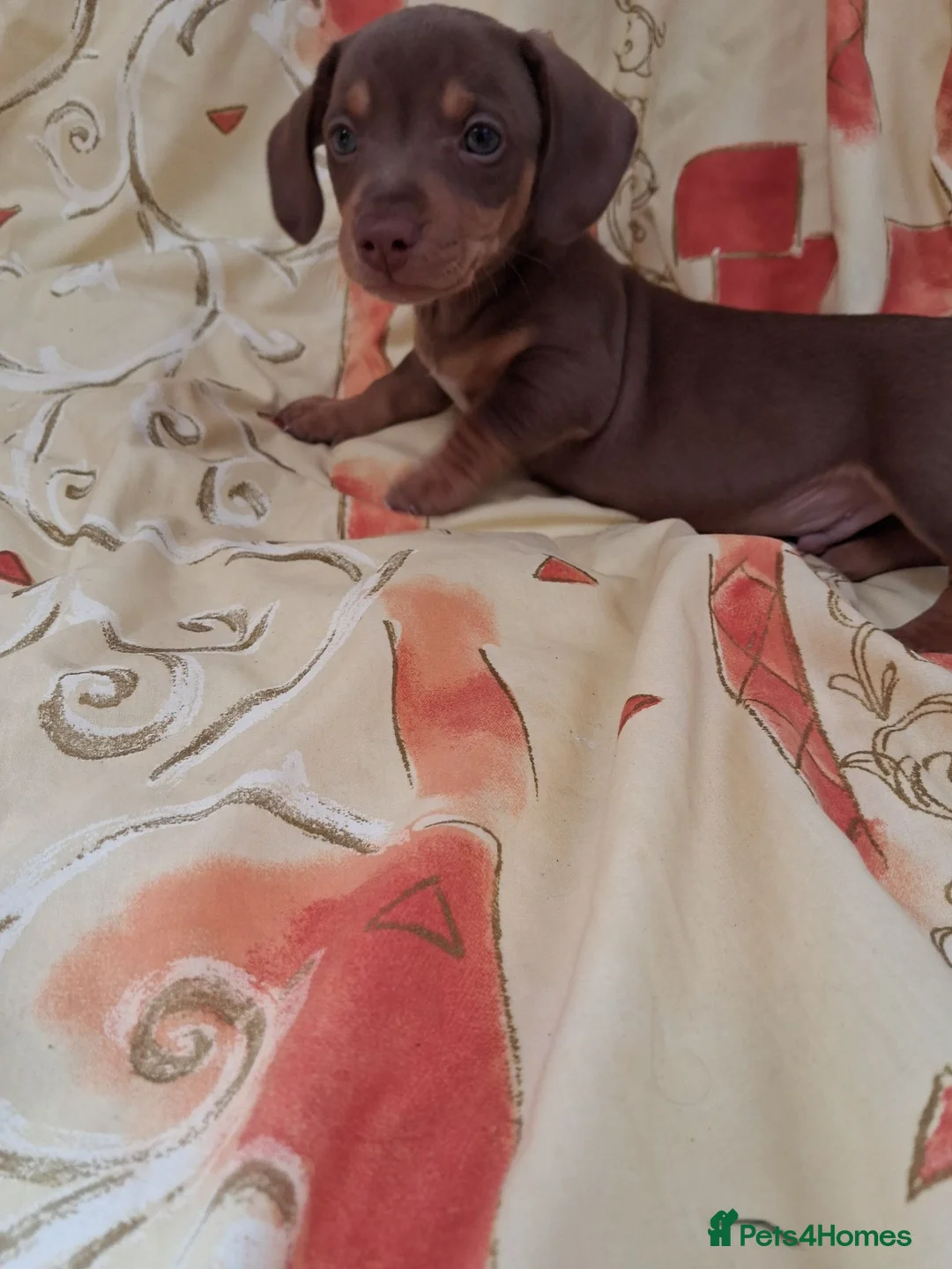 Dachshund dogs for sale: Dachshund puppies ready for new home  - Advert 1
