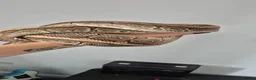 Python Snake reptiles for sale: Ball Pythons (please reade description) - Advert 6