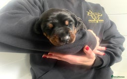 Dobermann dogs for sale: Trained Doberman puppies  - Advert 3