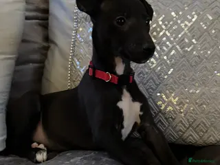 Whippet dogs Stunning KC registered Whippet puppies - Advert 1