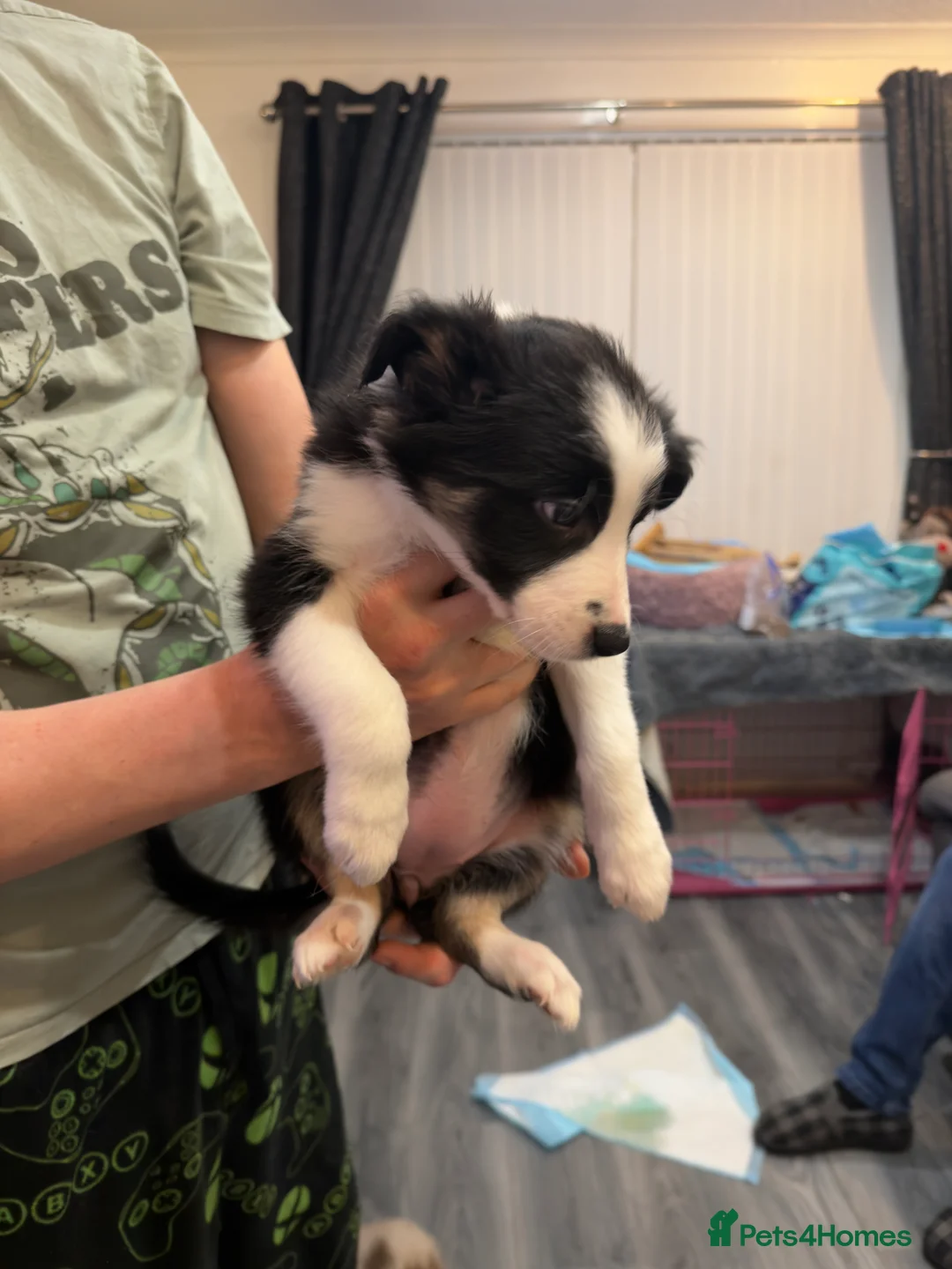 Mixed Breed dogs for sale: Stunning Border Collie Cross Puppies Family Raised - Advert 32