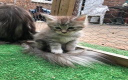 Maine Coon cats for sale: Maincoon kittens ready now  - Image 18