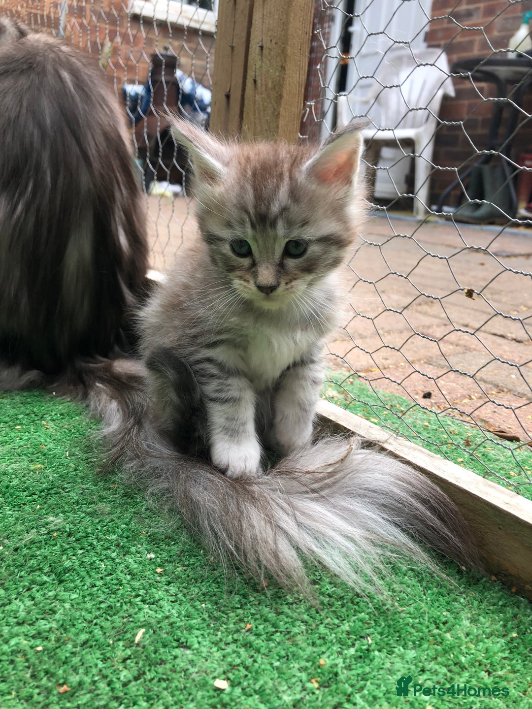 Maine Coon cats for sale: Maincoon kittens ready now  - Image 18