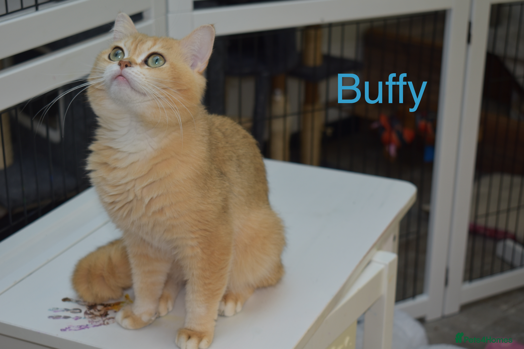 British Shorthair cats for sale: GCCF Golden White  - Advert 4