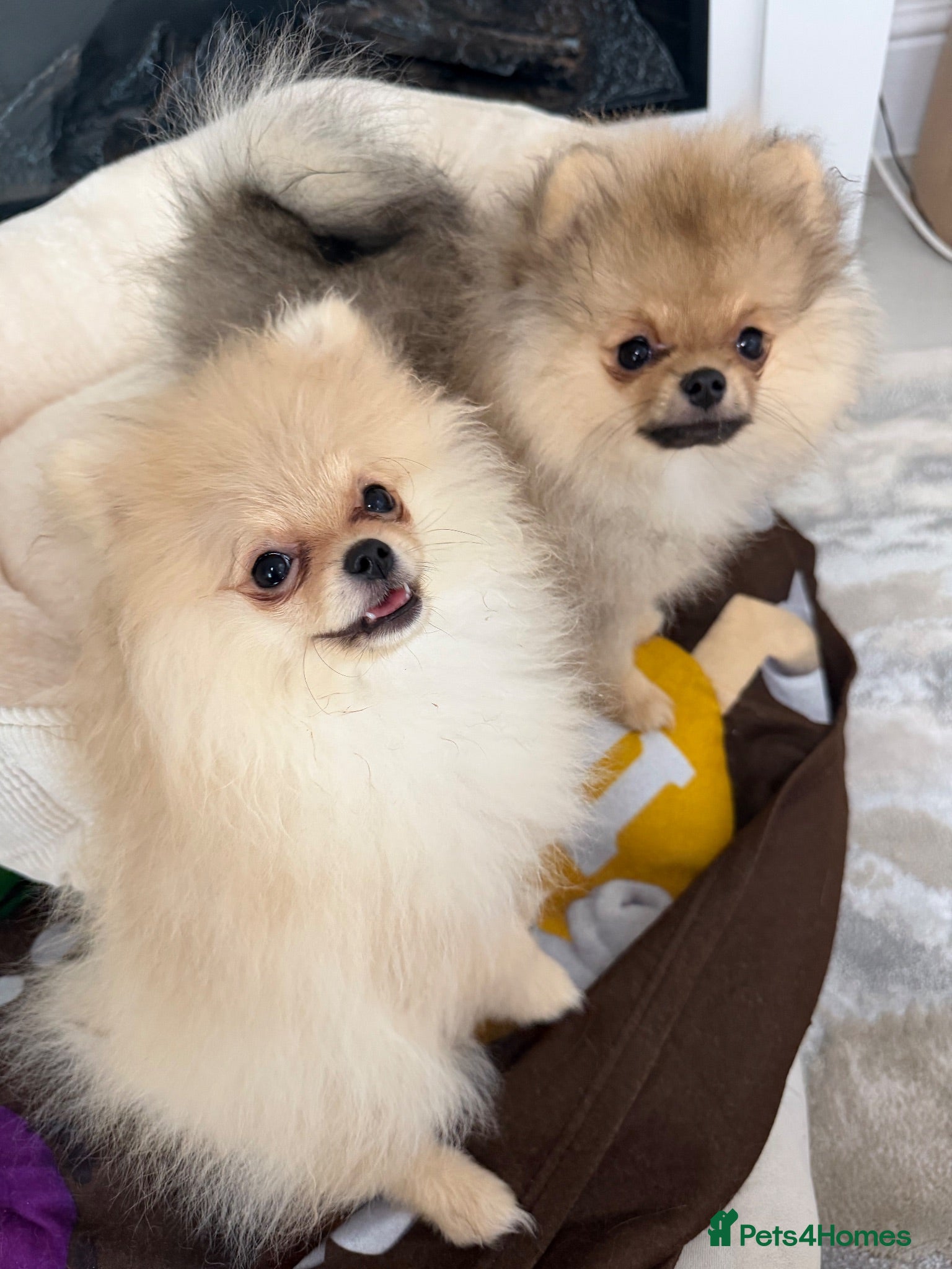 Pomeranian dogs Rare MINI TOY POMERANIAN puppies for sale! - Advert 11