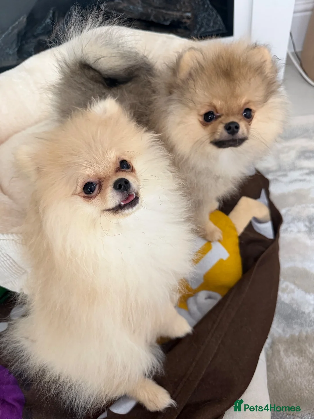 Pomeranian dogs for sale: Show Class MINI TOY POMERANIAN puppies for sale! - Advert 2