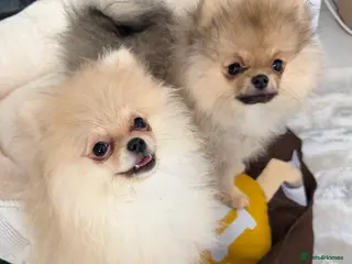 Pomeranian dogs Rare MINI TOY POMERANIAN puppies for sale! - Advert 11