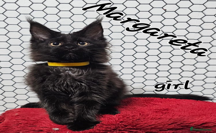 Maine Coon cats - Advert 6