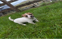 Mixed Breed dogs for sale: Jack Russell x Yorkies - Image 10