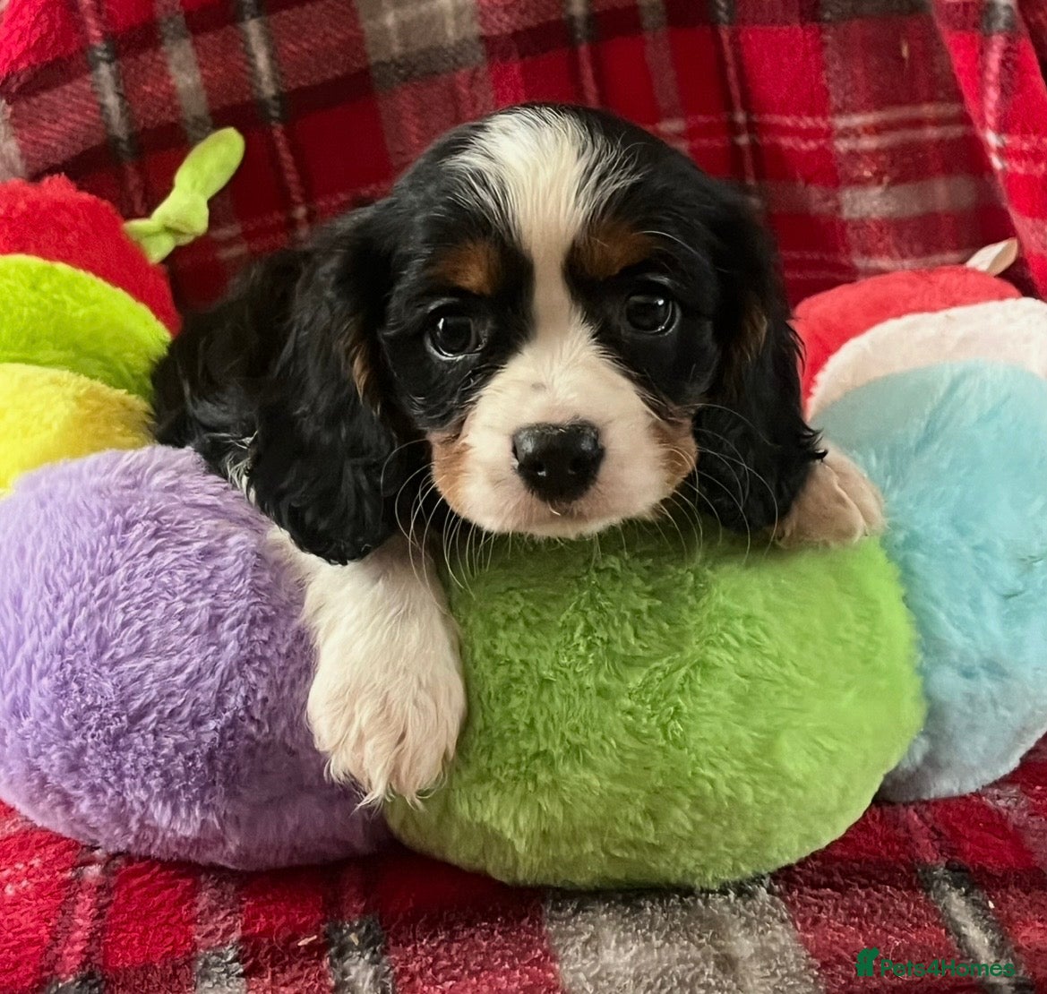 Cavalier King Charles Spaniel dogs Beautiful King Charles Cavalier puppies - Advert 6