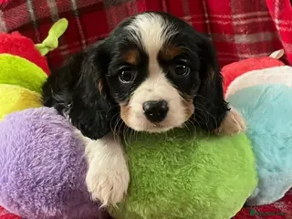 Cavalier King Charles Spaniel dogs Beautiful King Charles Cavalier puppies - Advert 6