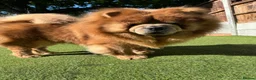 Chow Chow dogs for stud: KC registered Champion Cinnamon Chow Chow stud - Advert 3