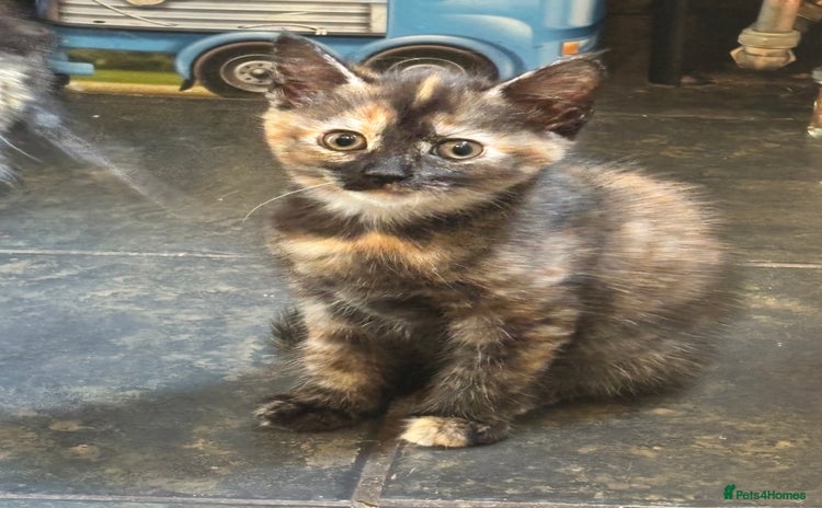 Mixed Breed cats - Advert 4